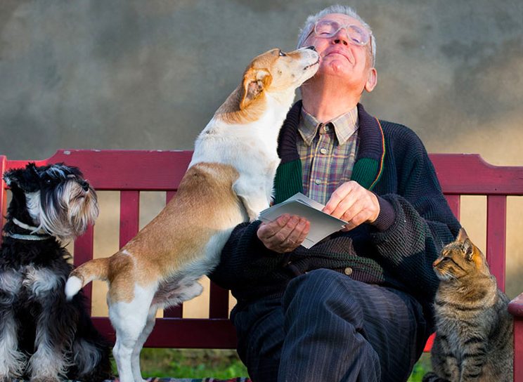 A man sitting on a bench with two dogs and a cat